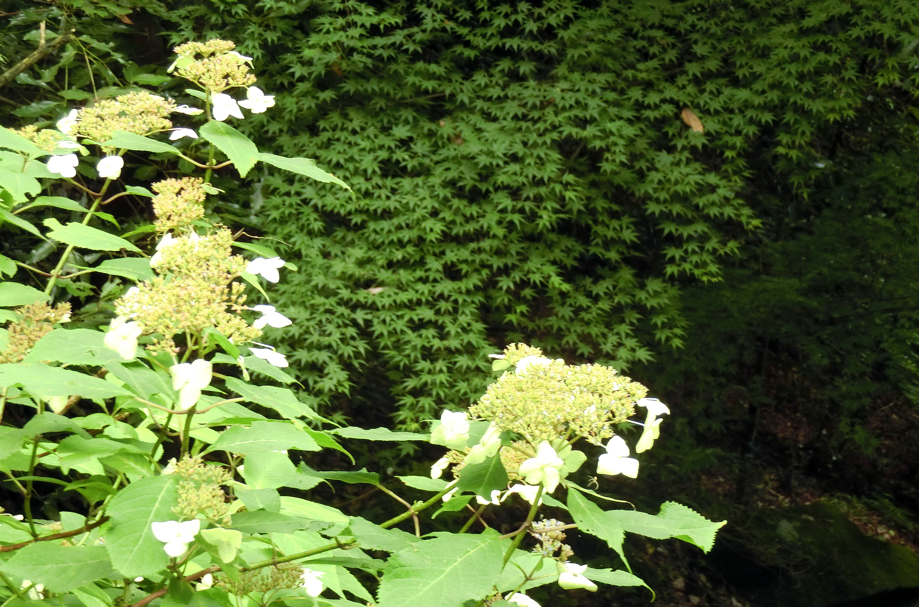 なるかわ谷 自生紫陽花 ぬかた園地 あじさい園 21 06 30 正直ポチさんの生駒山 神津嶽 大原山の活動日記 Yamap ヤマップ
