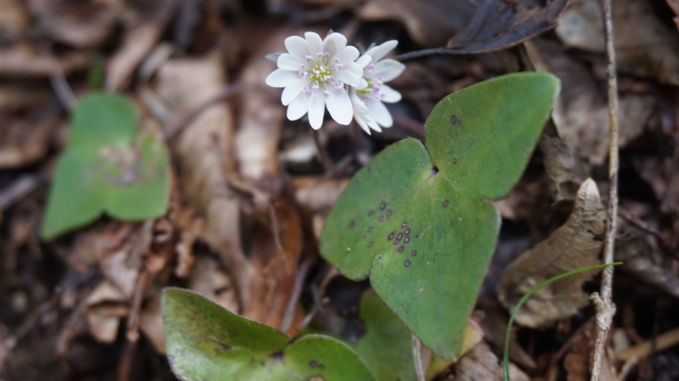 ミスミソウを見に青葉山 はるちゃんさんの青葉山 京都府 福井県 の活動日記 Yamap ヤマップ