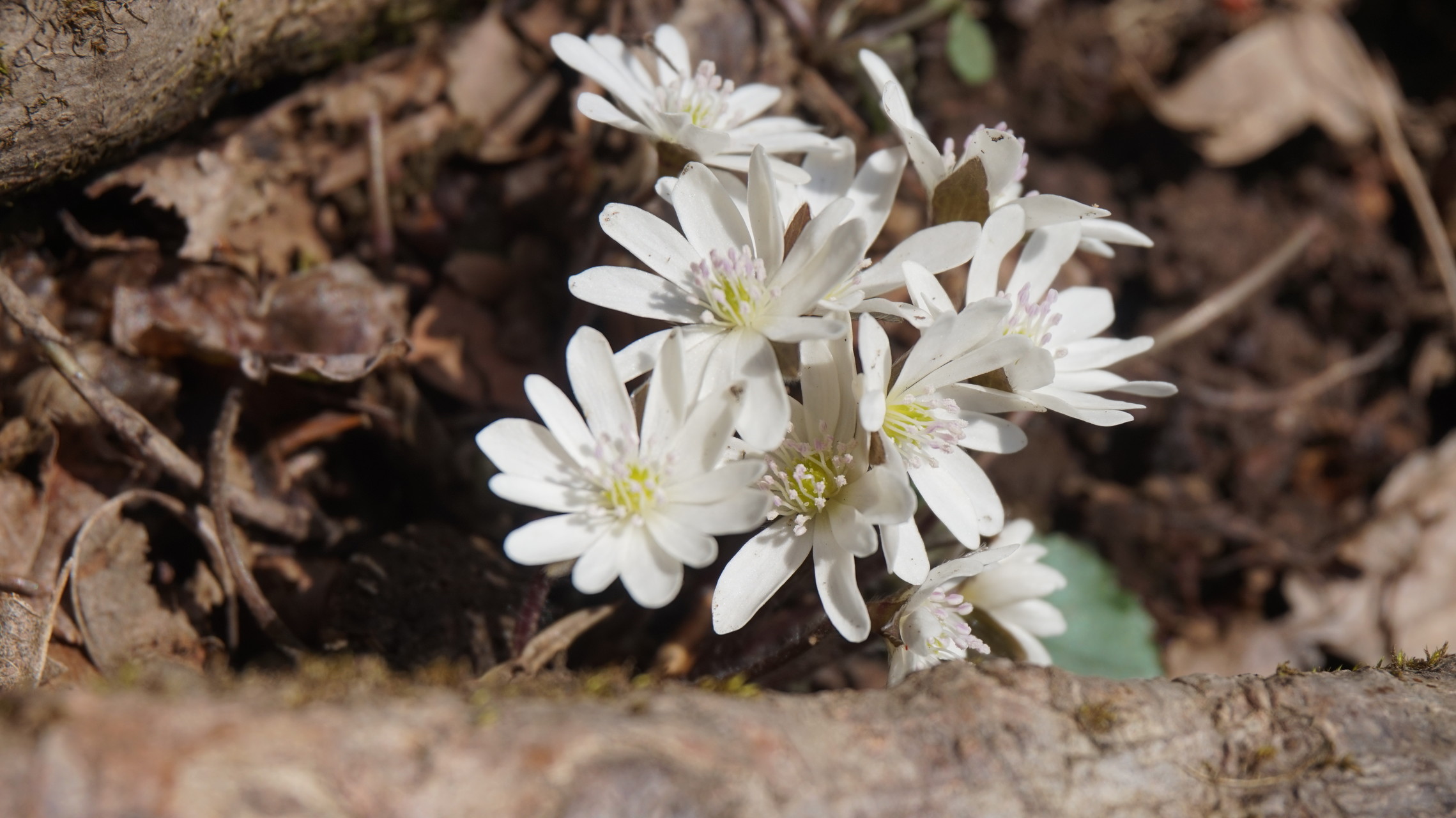 ミスミソウを見に青葉山 はるちゃんさんの青葉山の活動データ Yamap ヤマップ