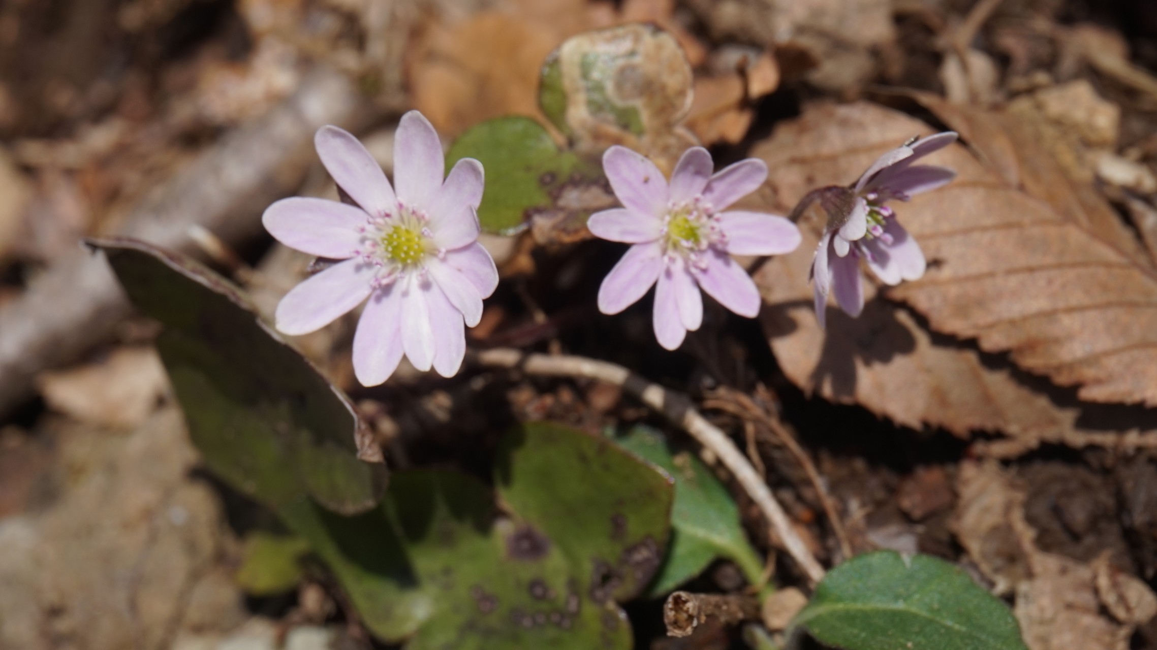 ミスミソウを見に青葉山 はるちゃんさんの青葉山 京都府 福井県 の活動日記 Yamap ヤマップ