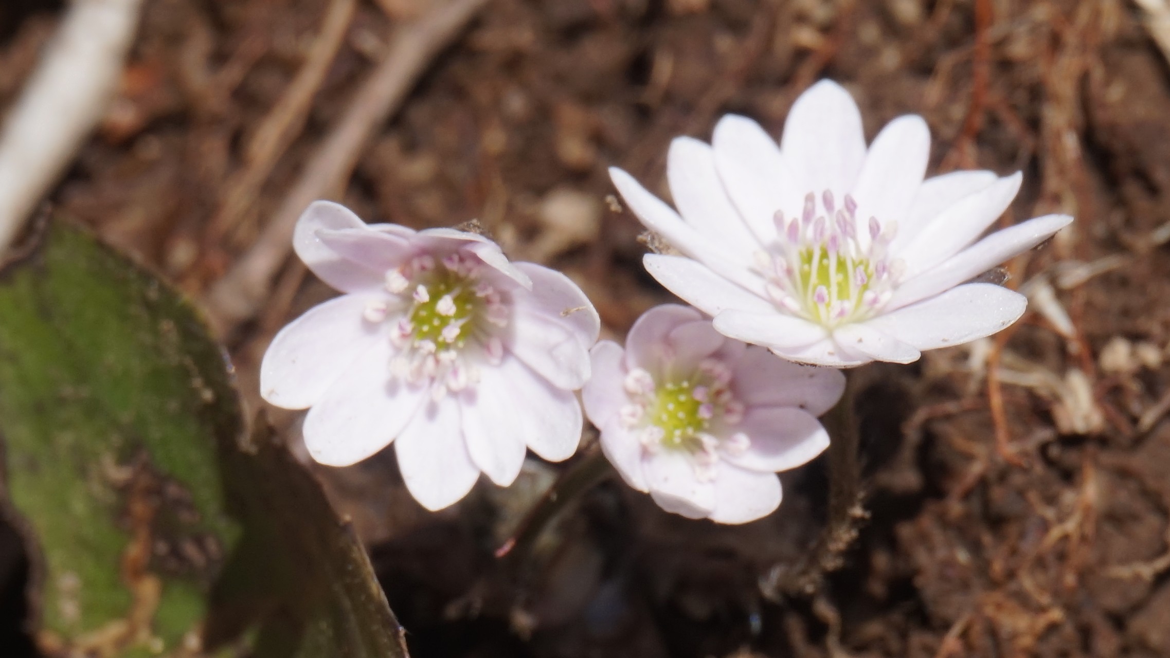 ミスミソウを見に青葉山 はるちゃんさんの青葉山 京都府 福井県 の活動日記 Yamap ヤマップ