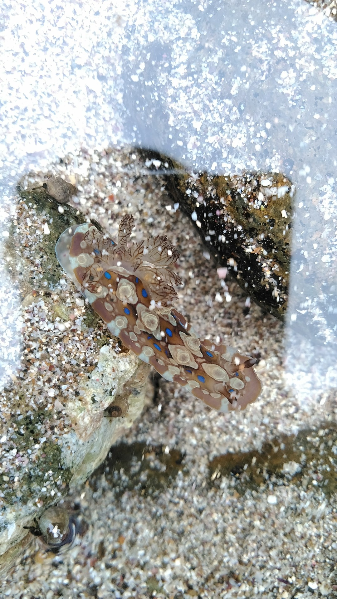 長崎 平戸市 鹿島浜 海岸散策 スコリア ２plus さんのウォーキングの活動データ Yamap ヤマップ