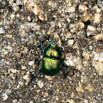 このこ、元気でした