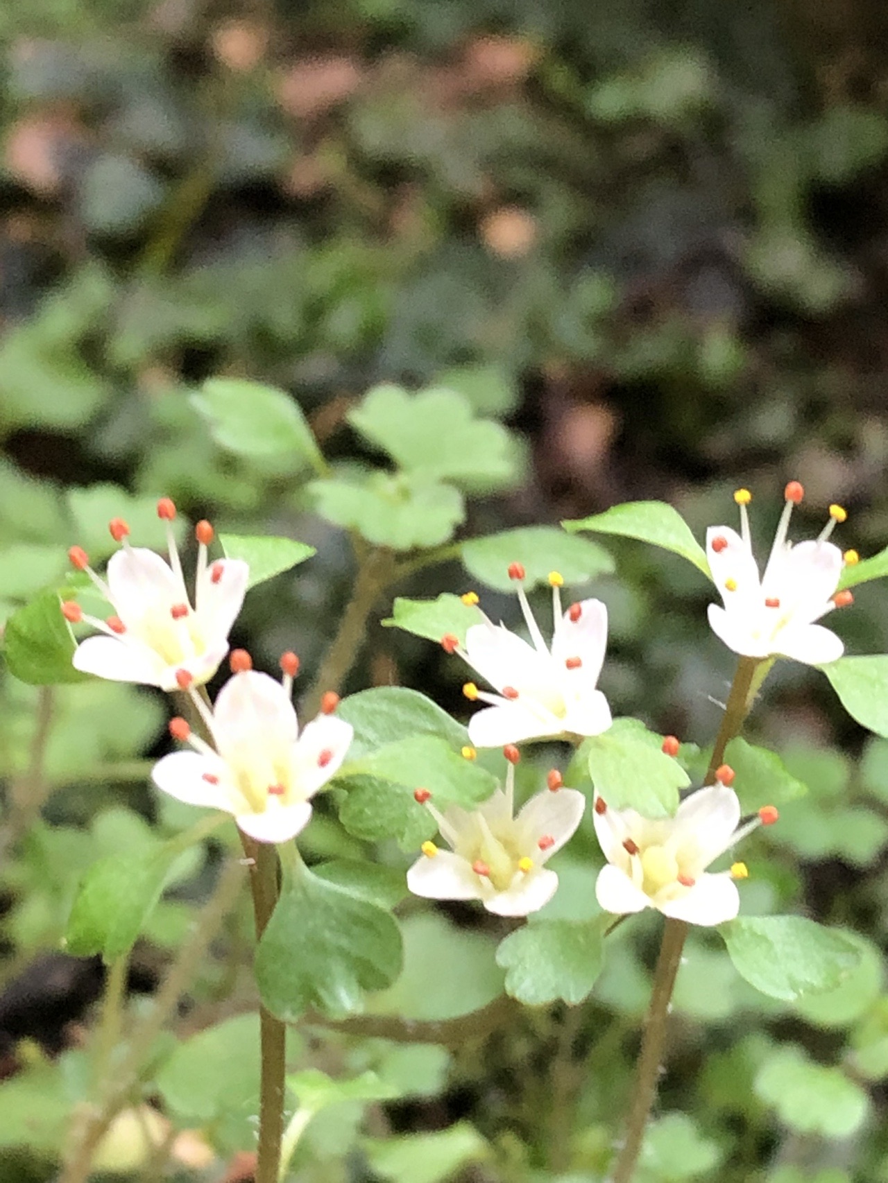高尾山 ハナネコノメソウを探しに 03 12 Igelさんの高尾山 陣馬山 景信山の活動データ Yamap ヤマップ