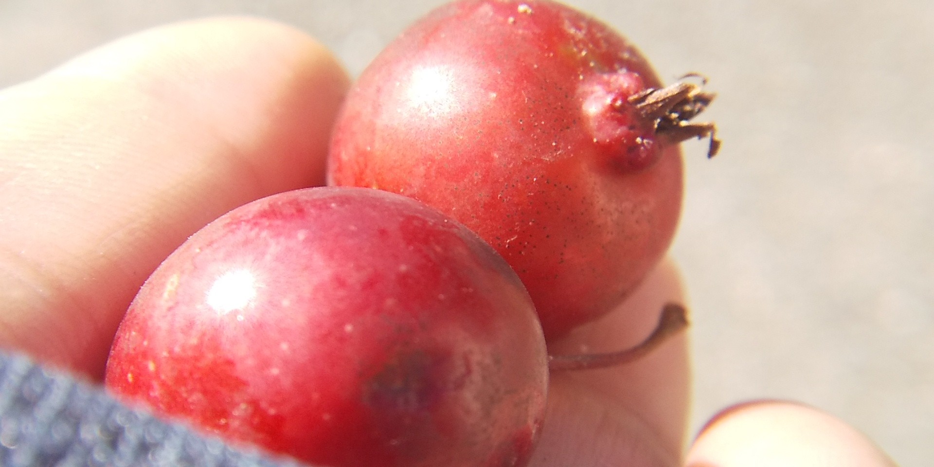 サルビアの蜜を吸いに近くの公園に行ったら ゆうこさんのモーメント Yamap ヤマップ