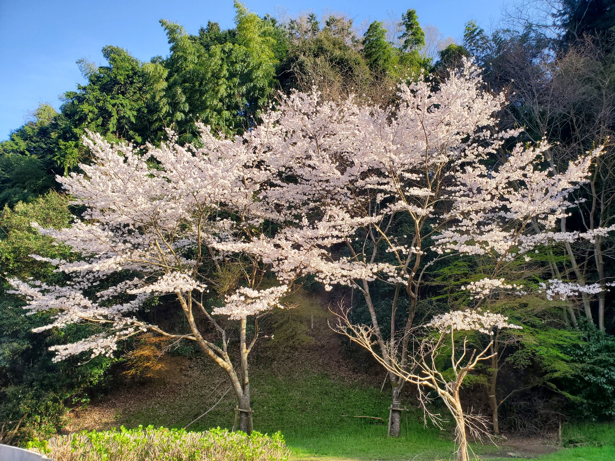 桜 見に二上山 散策 Kiyoさんの金剛山 二上山 大和葛城山の活動データ Yamap ヤマップ