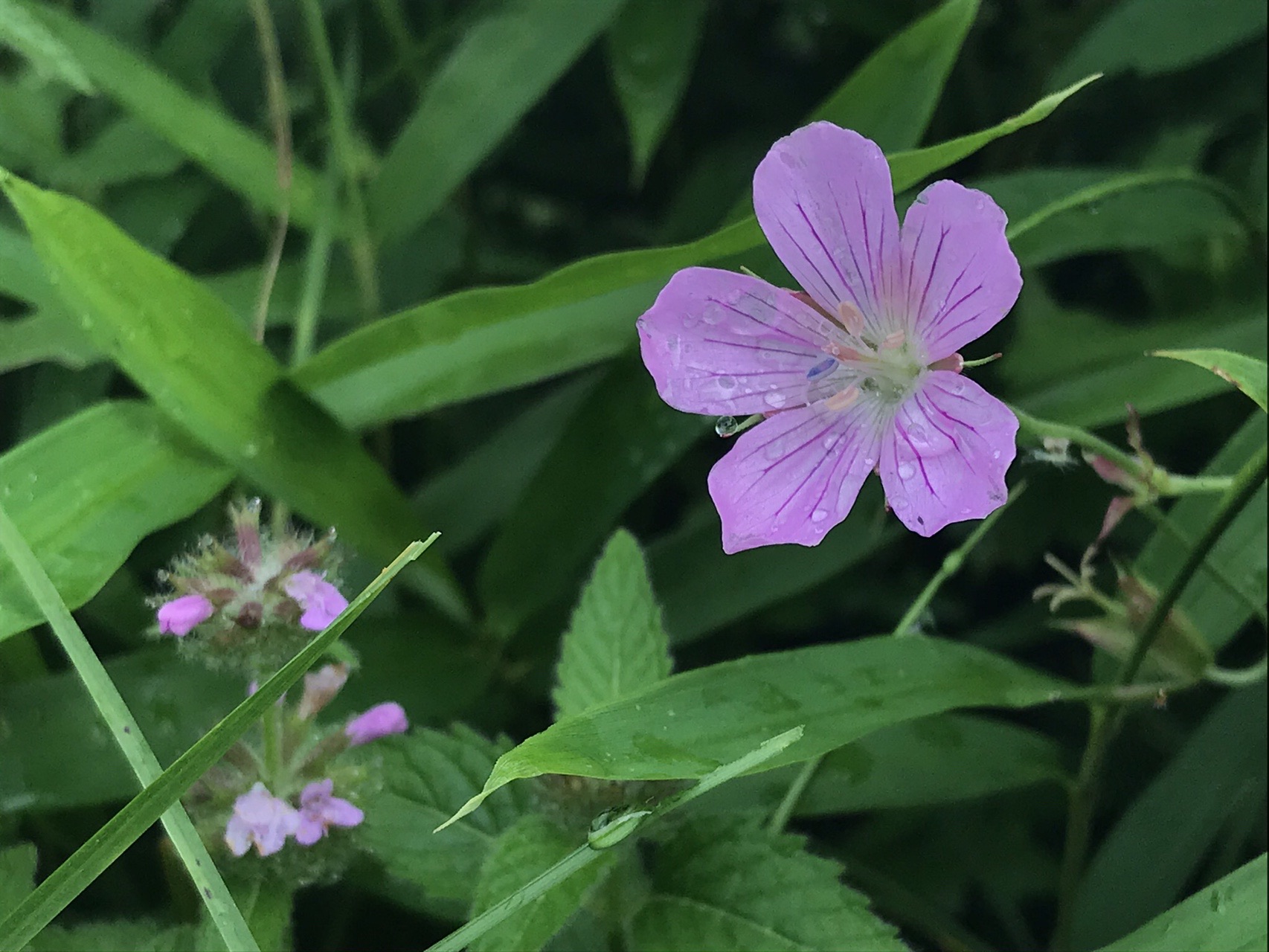 梅雨の合間を縫って伊吹山 ドラゴンファイブさんの伊吹山 伊吹高原 御座峰の活動データ Yamap ヤマップ