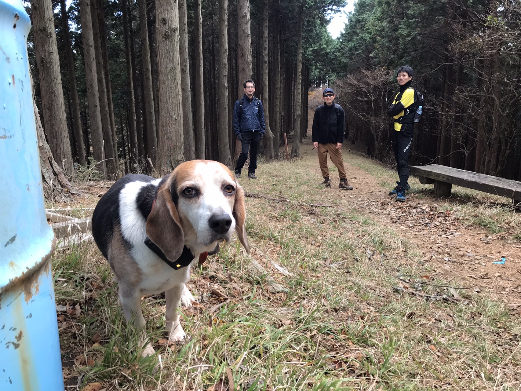 大山の狩猟犬と出会う クラポンさんの大山の活動データ Yamap ヤマップ