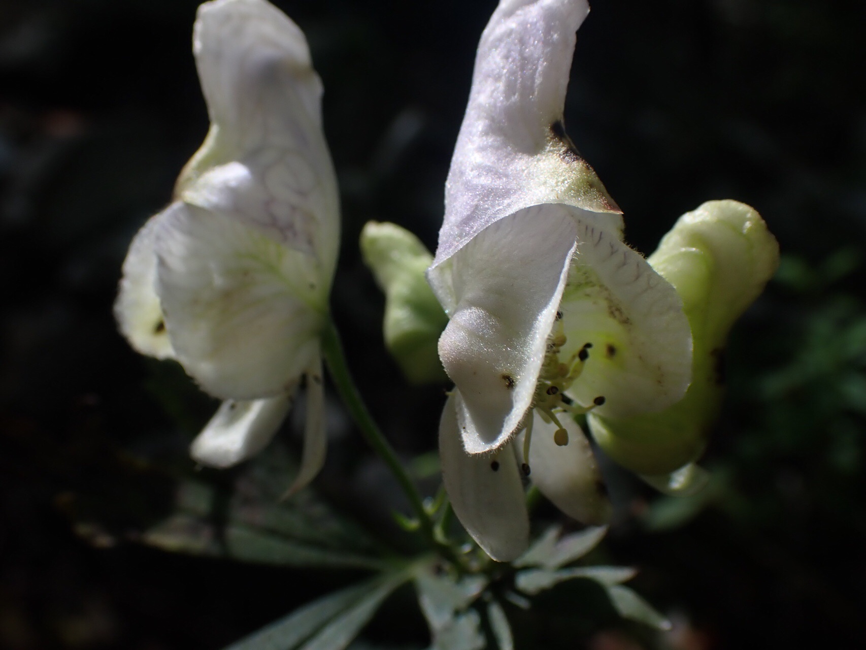 ゼウスの山 天空の花畑へ ちーちゃんさんの向坂山 三方山 天主山の活動日記 Yamap ヤマップ