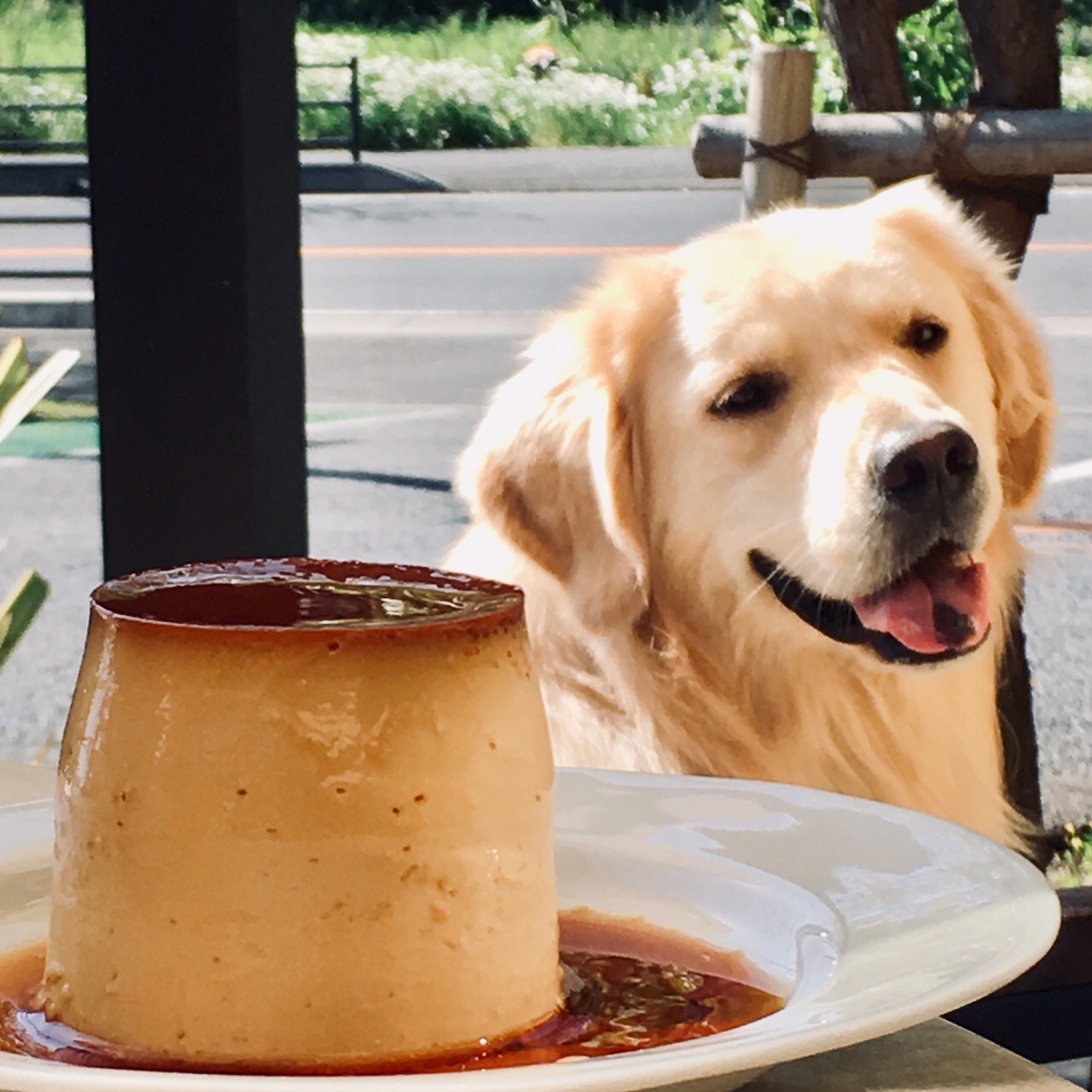 犬と歩く馬頭観音 乳頭山周回コース10km ムギちゃんさんの三浦アルプス 二子山 仙元山の活動日記 Yamap ヤマップ