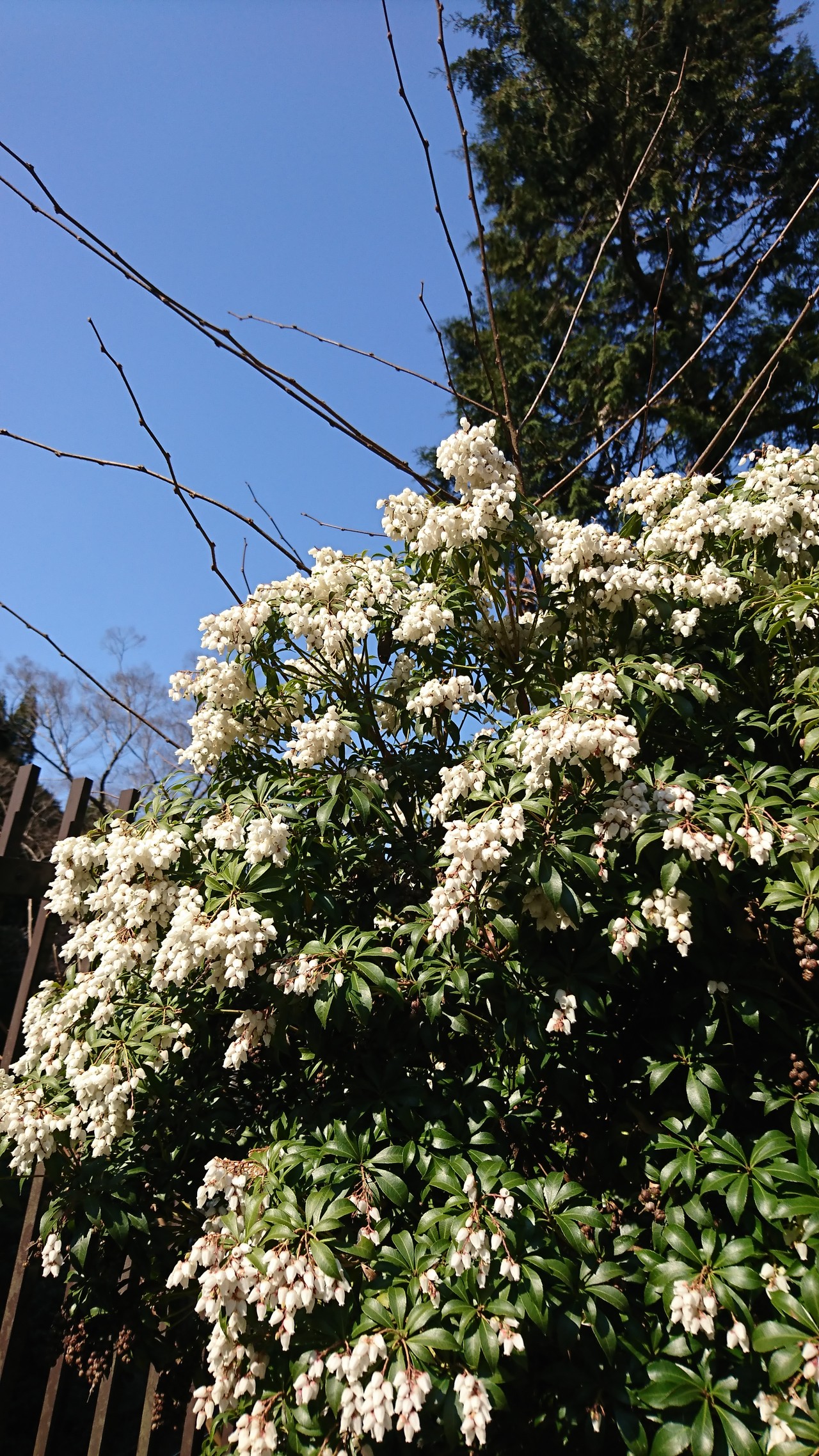 滝畑四十八滝を歩く 丸子さんの岩湧山 一徳防山 三石山の活動日記 Yamap ヤマップ