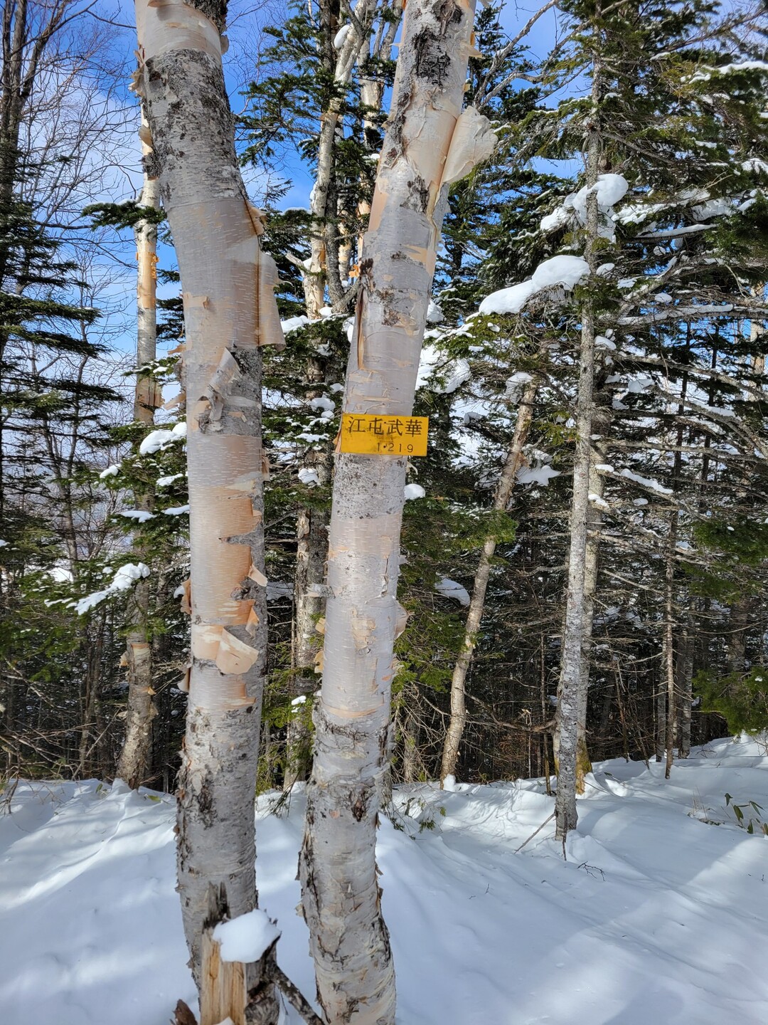 江屯武華山 / くろのあさんの武利岳・武華山の活動データ YAMAP / ヤマップ