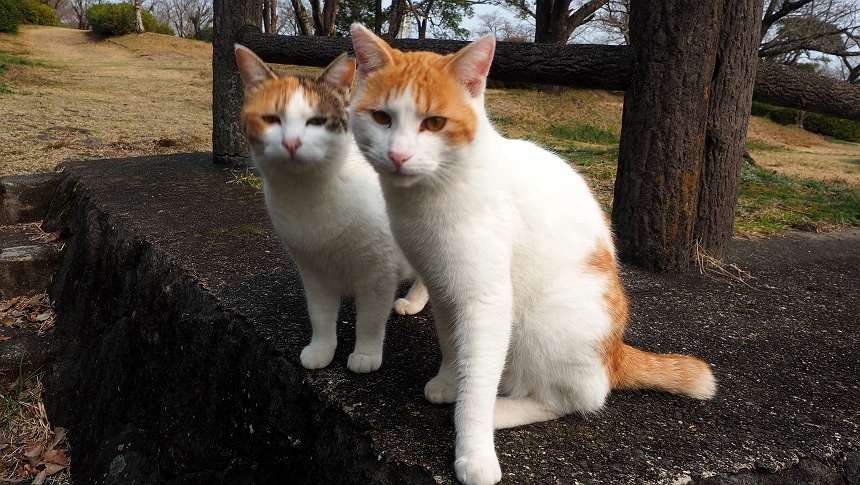 YAMAP2座目。じもと眉山へ。 / 南天さんの雲仙岳・普賢岳・絹笠山の 