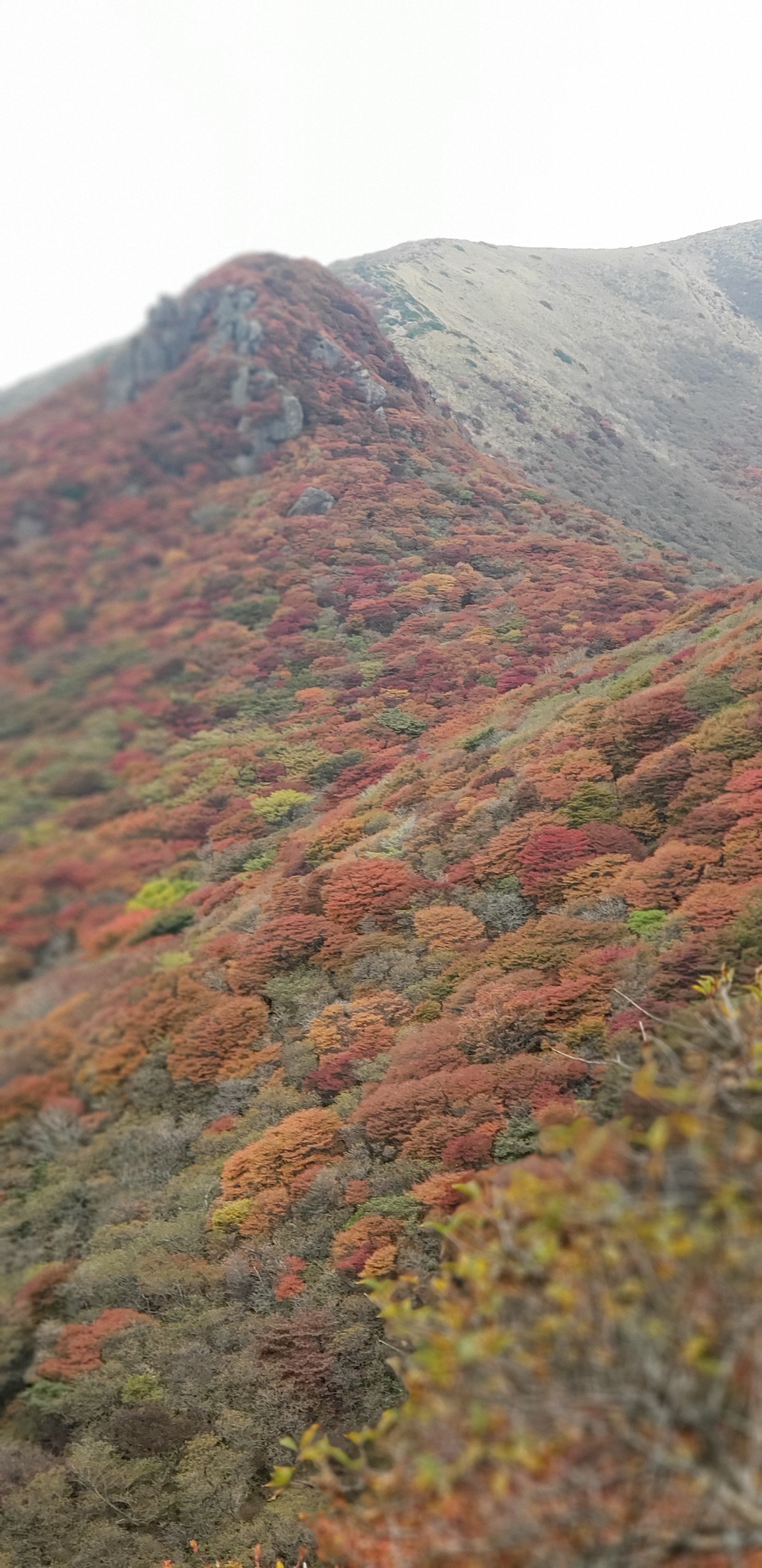 中岳 天狗ヶ城 久住山 紅葉へgo 笑 めろりんさんの九重山 久住山 大船山 星生山の活動データ Yamap ヤマップ