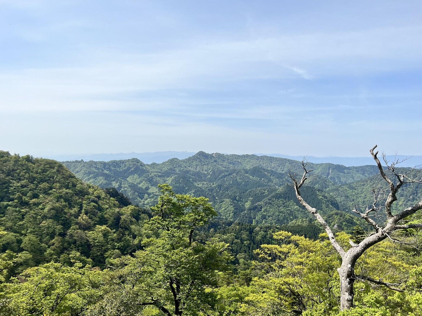 シャクナゲ見に英彦山へ