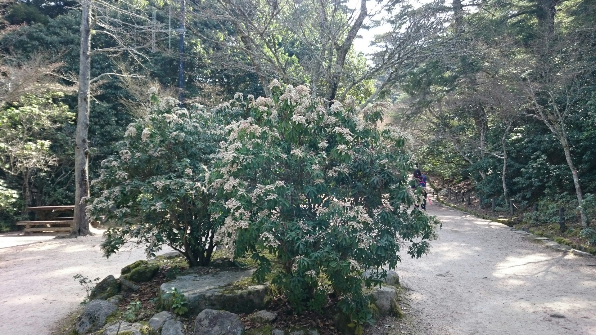 宮島厳島神社 弥山山頂 としとしさんの宮島 厳島 弥山の活動日記 Yamap ヤマップ