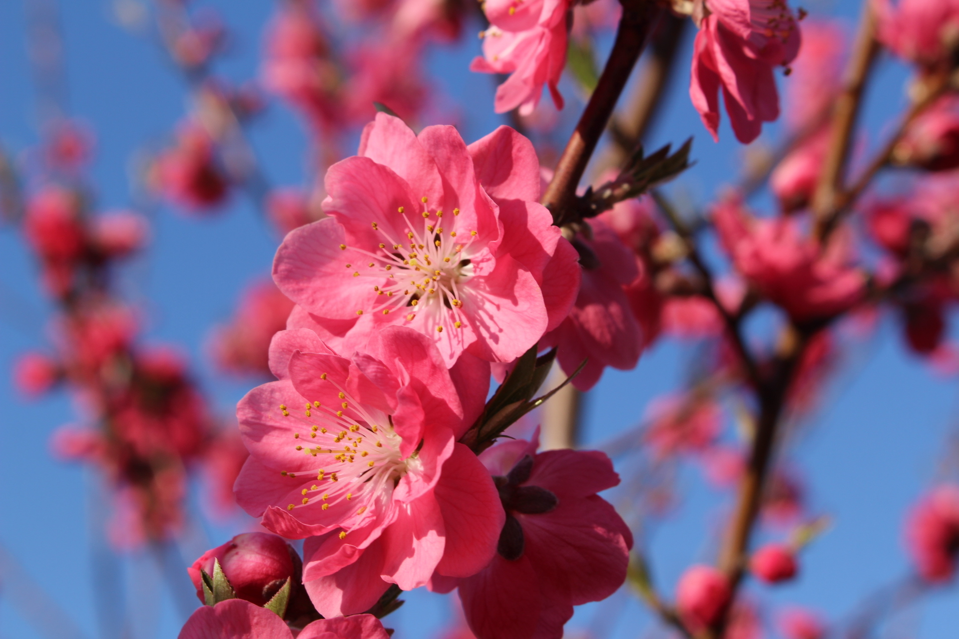 花桃の丘 県道をちょっと歩いて Soranotoriさんの横浜市 北エリアの活動日記 Yamap ヤマップ