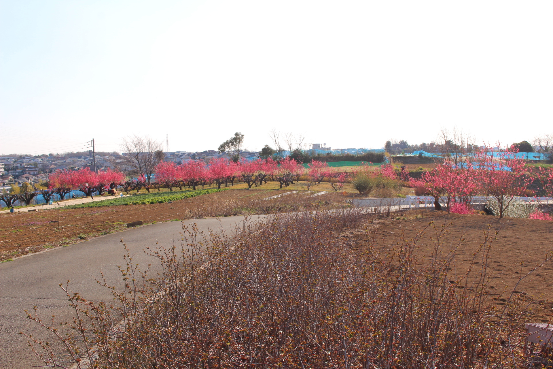 花桃の丘 県道をちょっと歩いて Soranotoriさんの横浜市 北エリアの活動データ Yamap ヤマップ