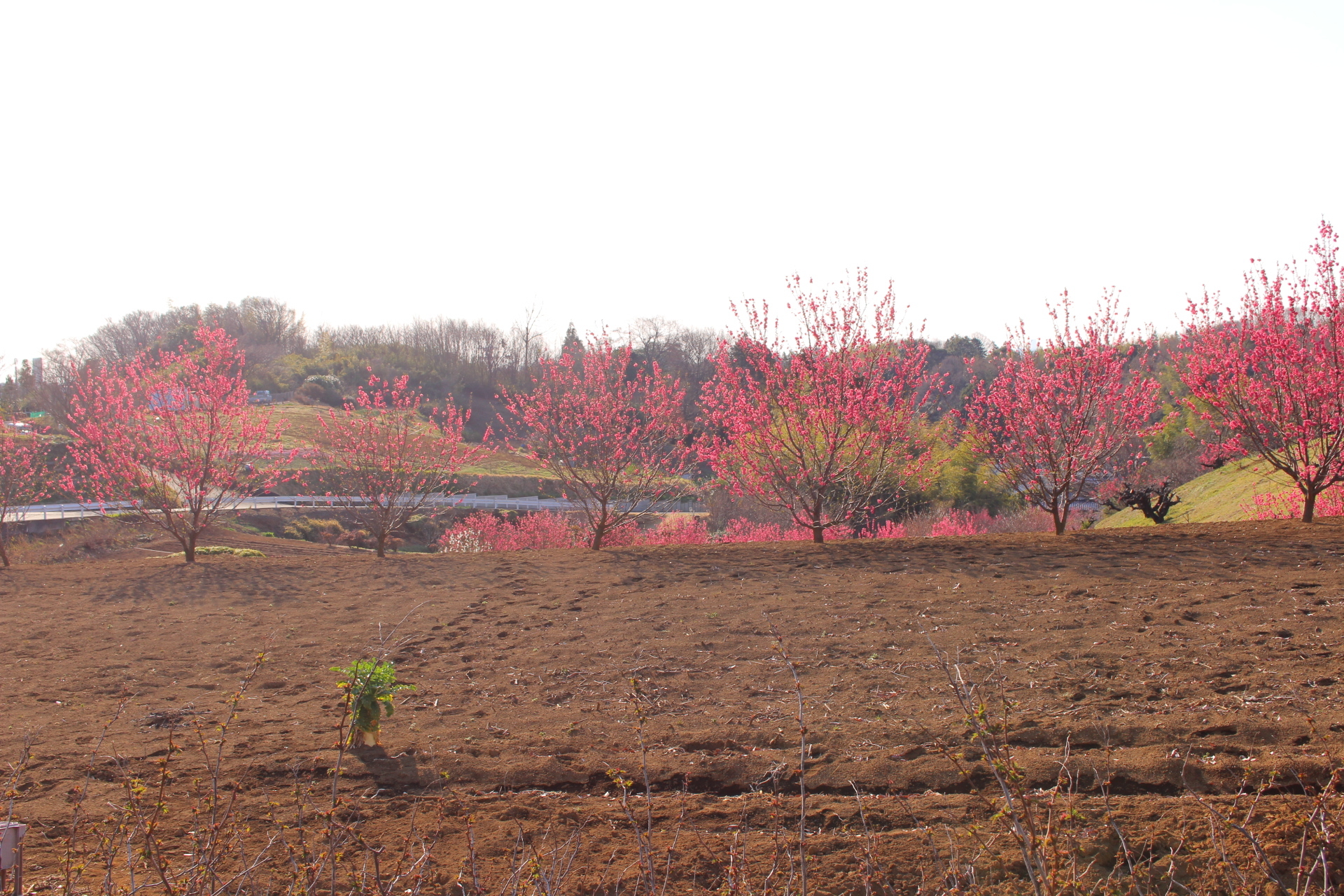 花桃の丘 県道をちょっと歩いて Soranotoriさんの横浜市 北エリアの活動日記 Yamap ヤマップ