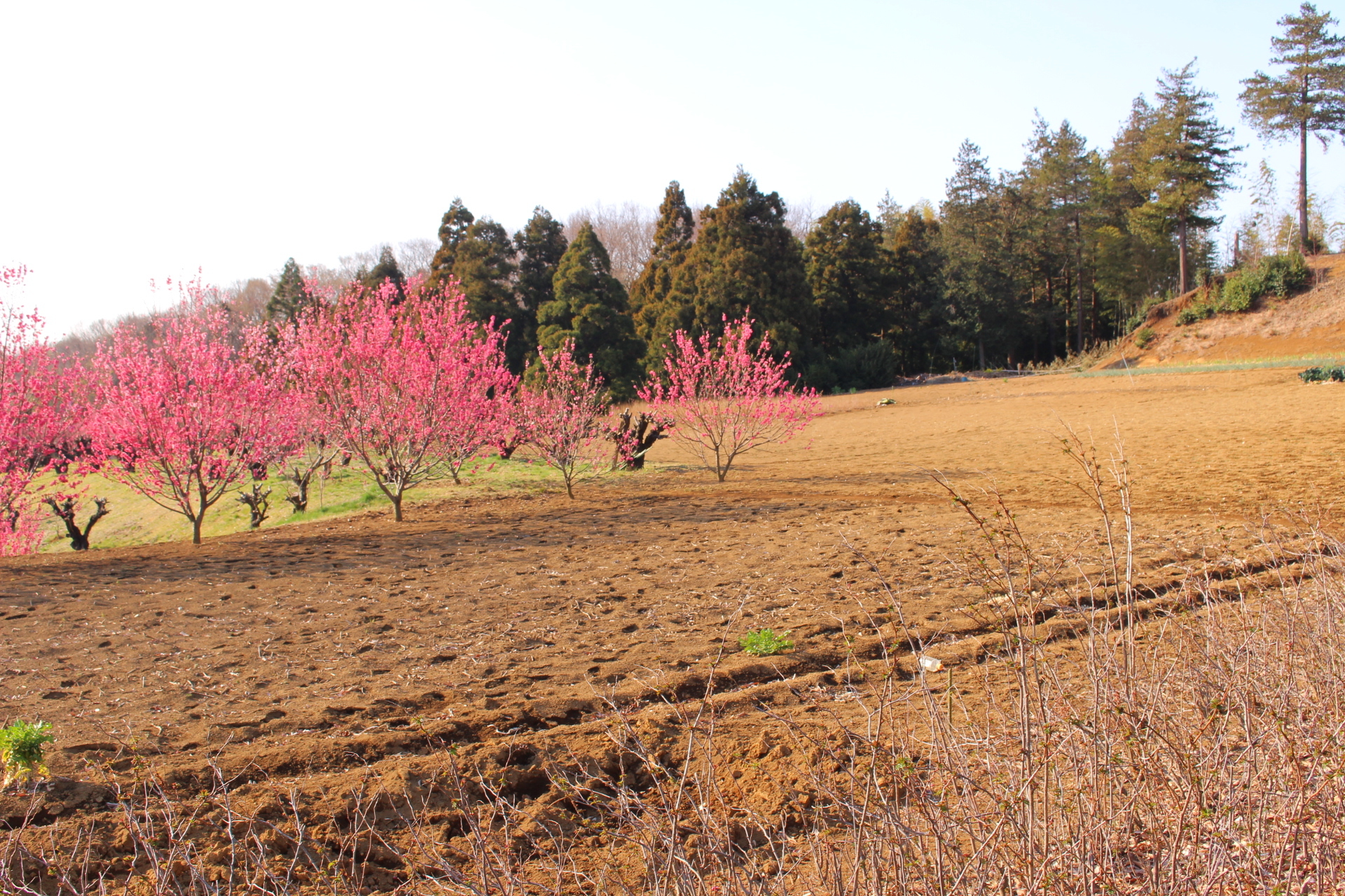 花桃の丘 県道をちょっと歩いて Soranotoriさんの横浜市 北エリアの活動日記 Yamap ヤマップ