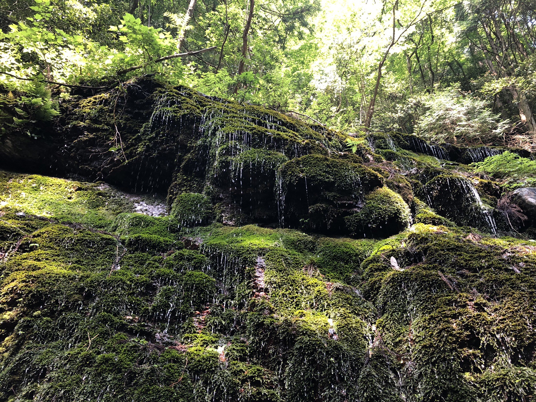 滝と苔と新緑 赤星山 カオさんの赤星山 豊受山の活動データ Yamap ヤマップ