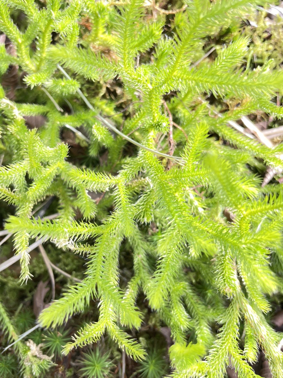 ヒカゲノカズラ　新春　ヒカゲノカズラ ヒカゲノカズラ 新春 ヒカゲノカズラ