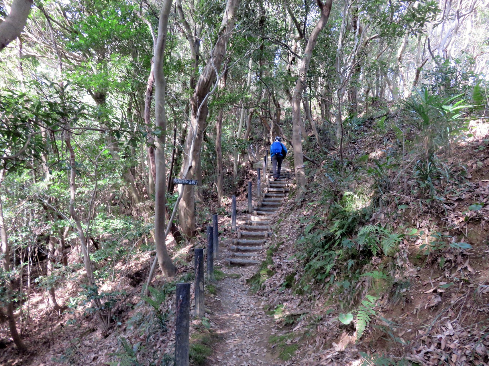 若山 嶽山縦走 チカさんの観音岳 周南市 の活動日記 Yamap ヤマップ