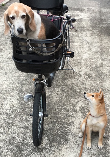 柴犬 仔犬 コーチング開始 担当 老犬ビーグル コーチ 柴犬 7 5kgさんの東京都23区 東エリアの活動データ Yamap ヤマップ