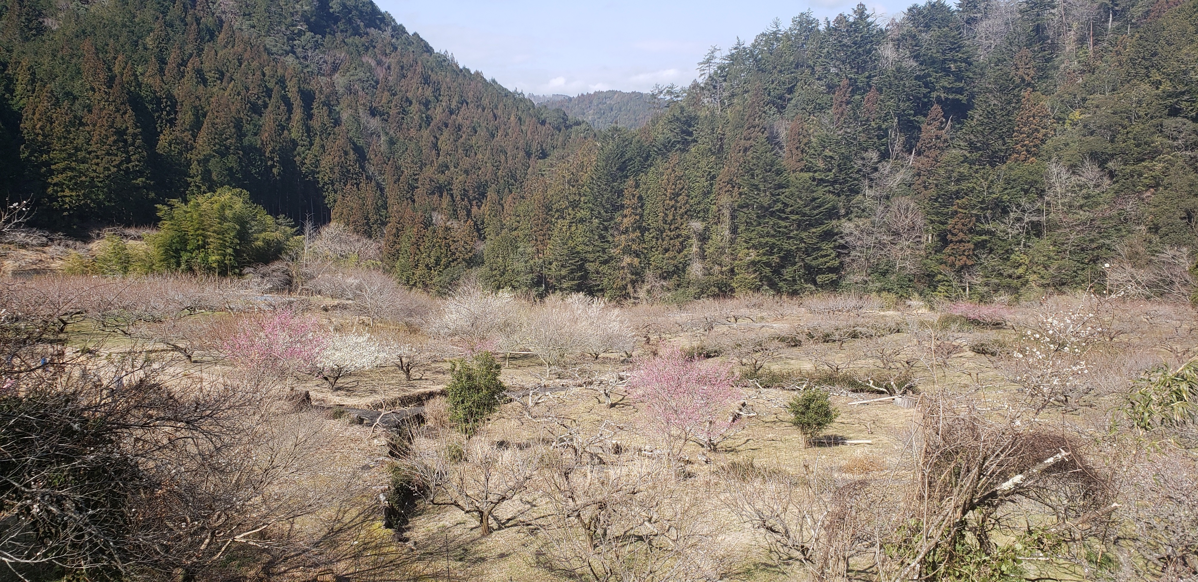 川 売 梅の里 梅の里 川売 から 長篠 河津桜並木 へ 愛知県奥三河３つの桃源郷巡り Stg Origin Aegpresents Com