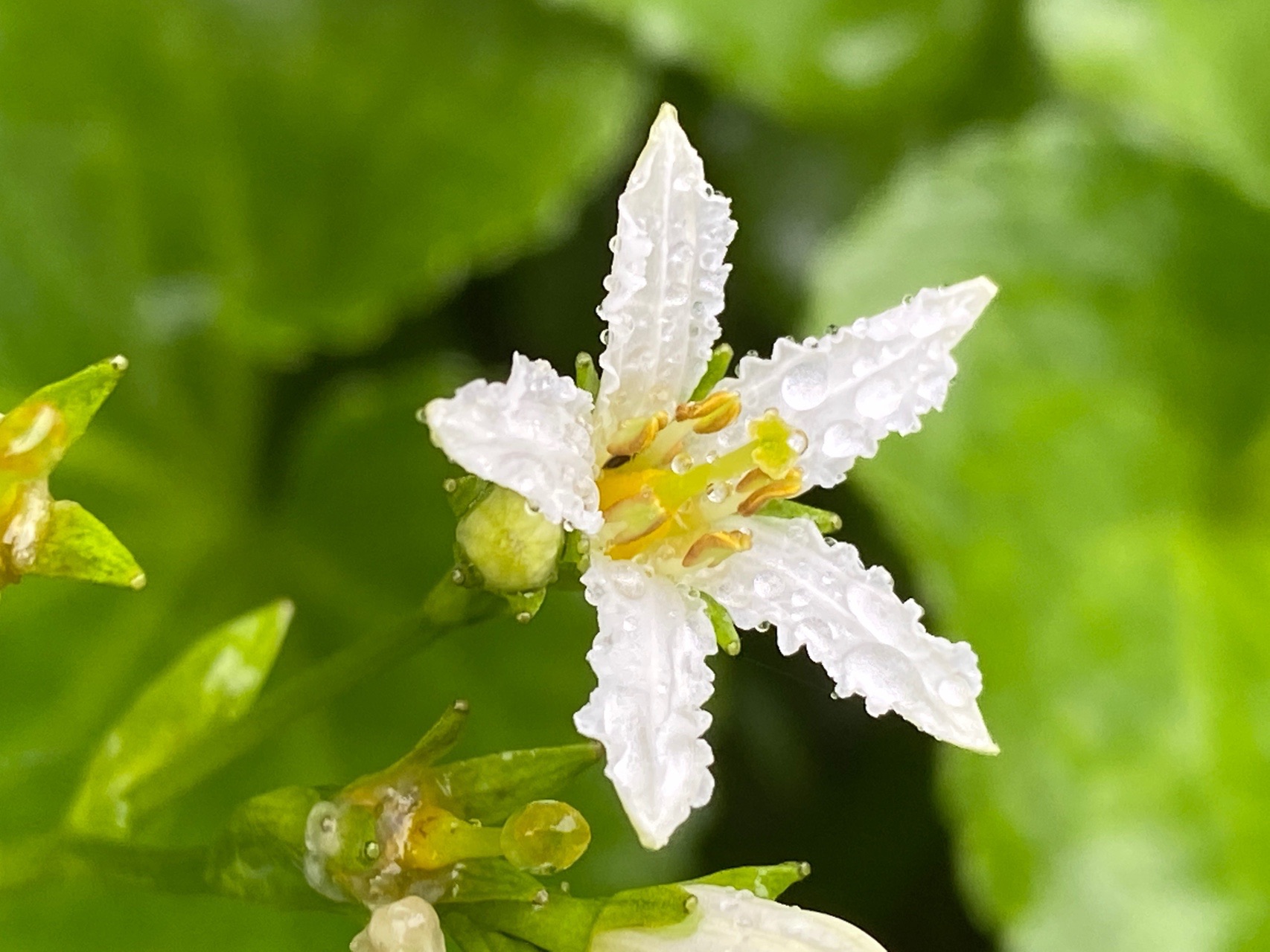 東焼石岳 六沢山 焼石岳 焼石岳リベンジ 07 05 Goofyさんの焼石岳 兎森山 鷲ヶ森山の活動日記 Yamap ヤマップ