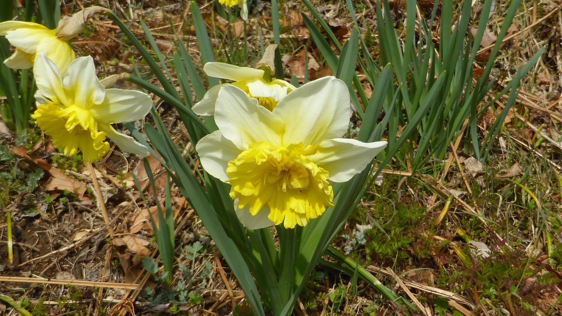 花猫の目草を求めて 高尾山周回２ れおまるさんの高尾山 陣馬山 景信山の活動日記 Yamap ヤマップ