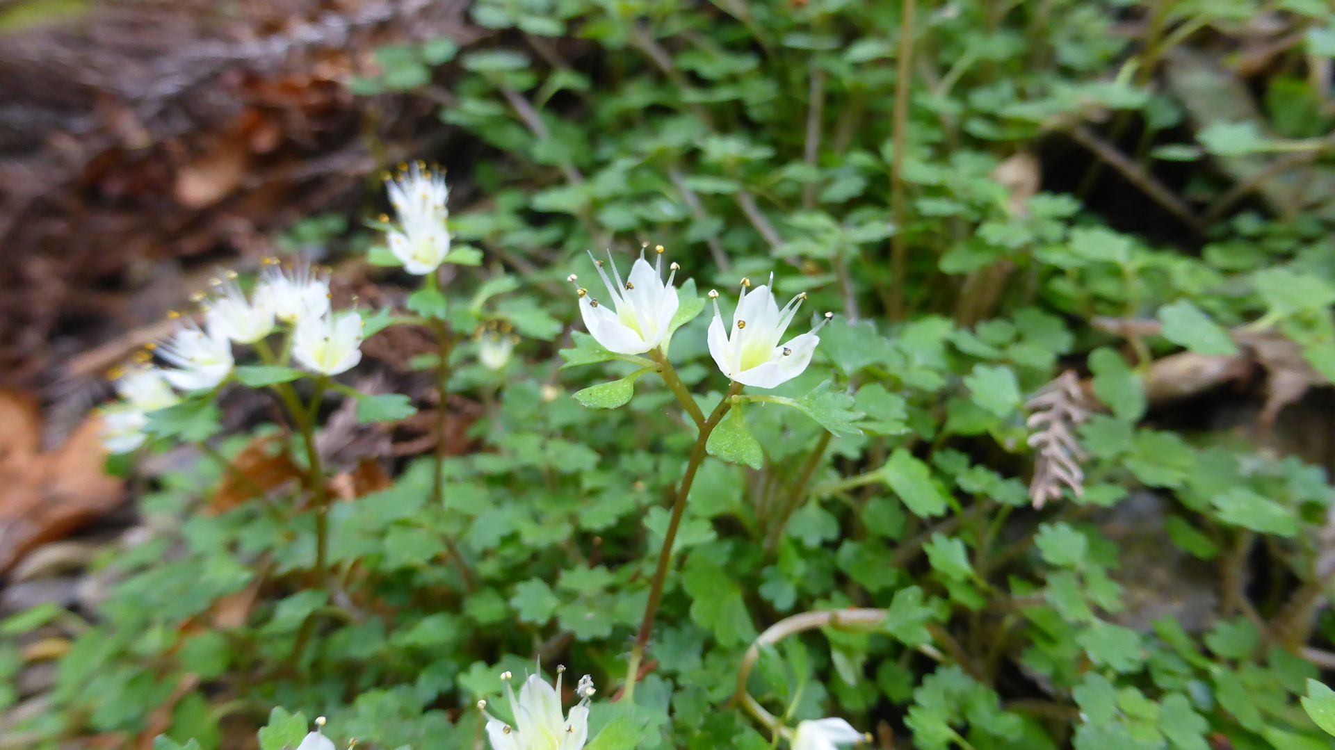 花猫の目草を求めて 高尾山周回２ れおまるさんの高尾山 陣馬山 景信山の活動日記 Yamap ヤマップ