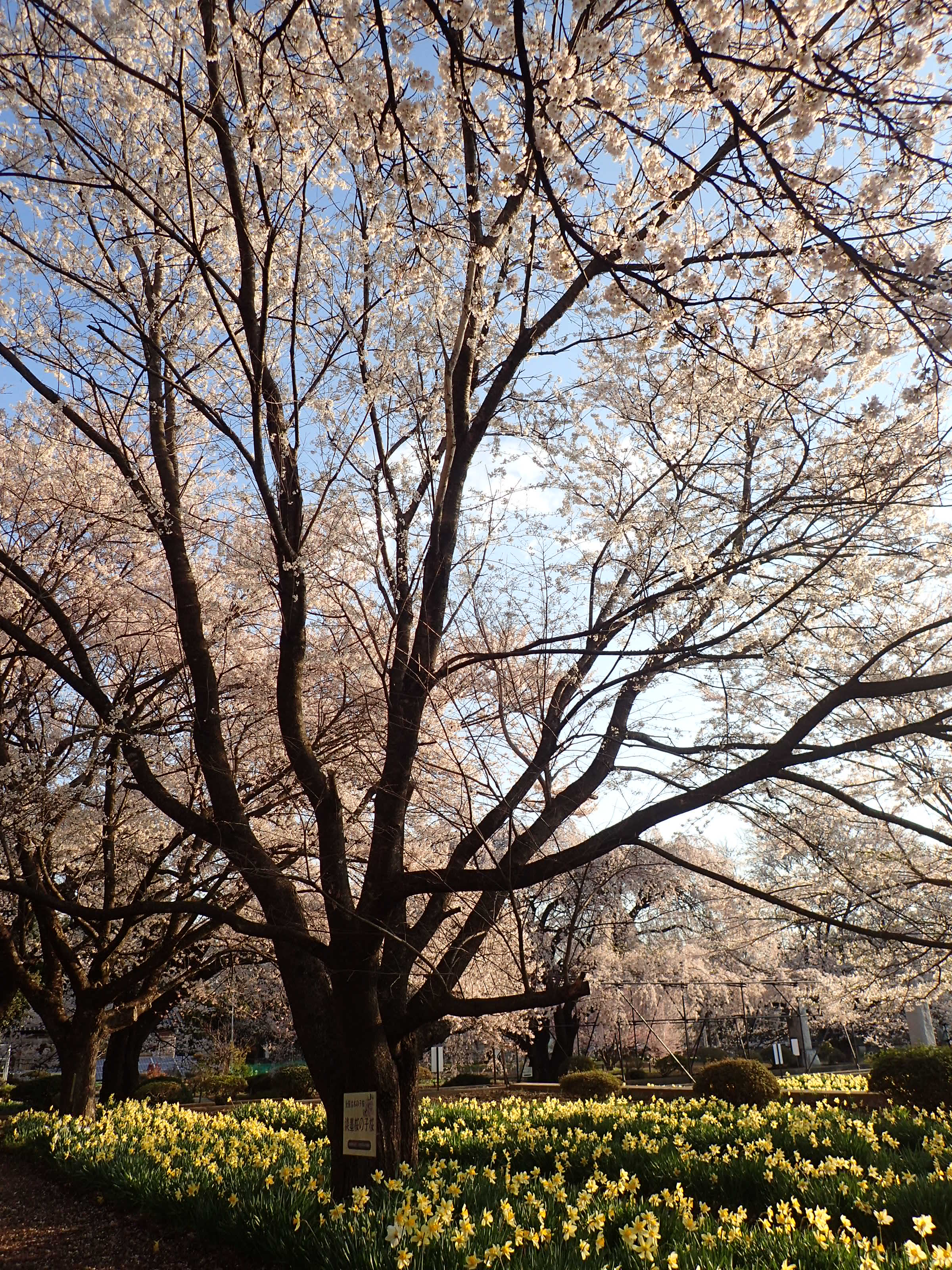 山梨桜名所めぐり ジーコさんの甲斐駒ヶ岳 日向山の活動日記 Yamap ヤマップ