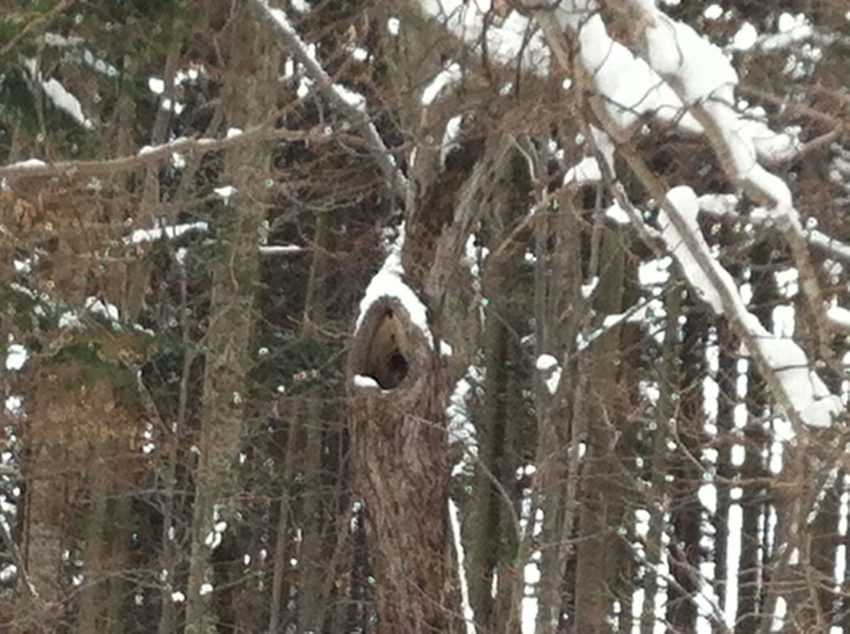 野幌森林公園 フクロウ探し散歩 Mayuさんの野幌森林公園の活動データ Yamap ヤマップ