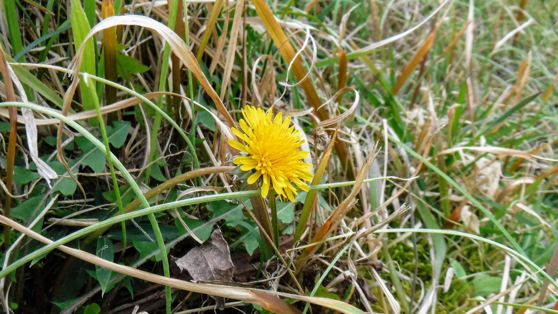 春のくろんど園地にカタクリを見に行ってきた Toyoさんの交野山 国見山の活動日記 Yamap ヤマップ