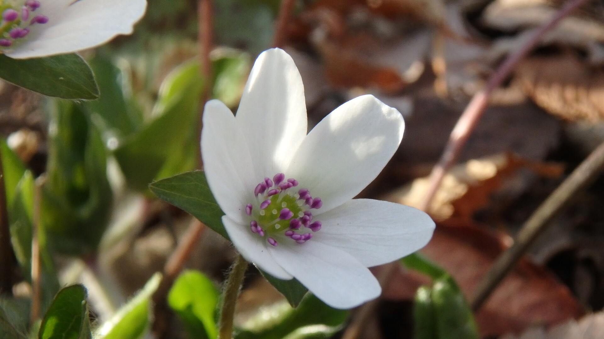 九重町花散歩 ぼちぼちさんの九重山 久住山 大船山 星生山の活動日記 Yamap ヤマップ