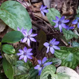 裏参道から弥彦山と花のトレイルを歩く wataさんの弥彦山 多宝山 雨乞山の活動データ yamap ヤマップ