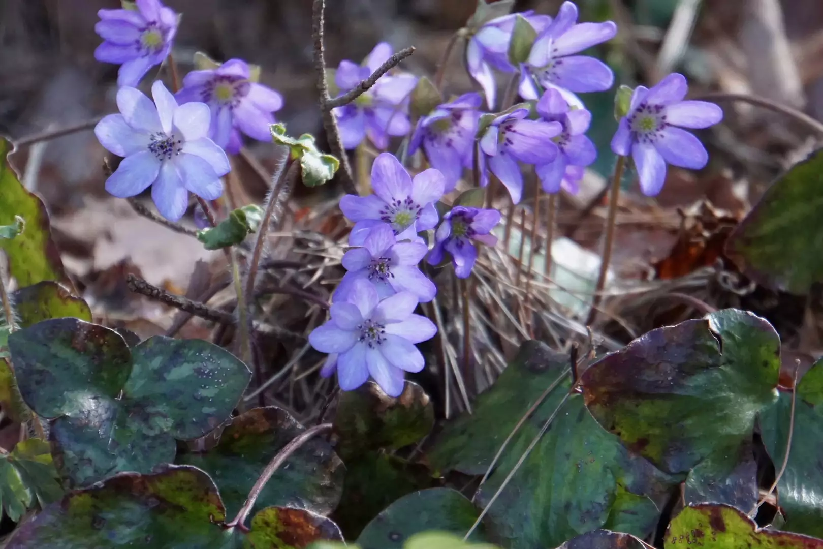 裏参道から弥彦山と花のトレイルを歩く wataさんの弥彦山 多宝山 雨乞山の活動データ yamap ヤマップ