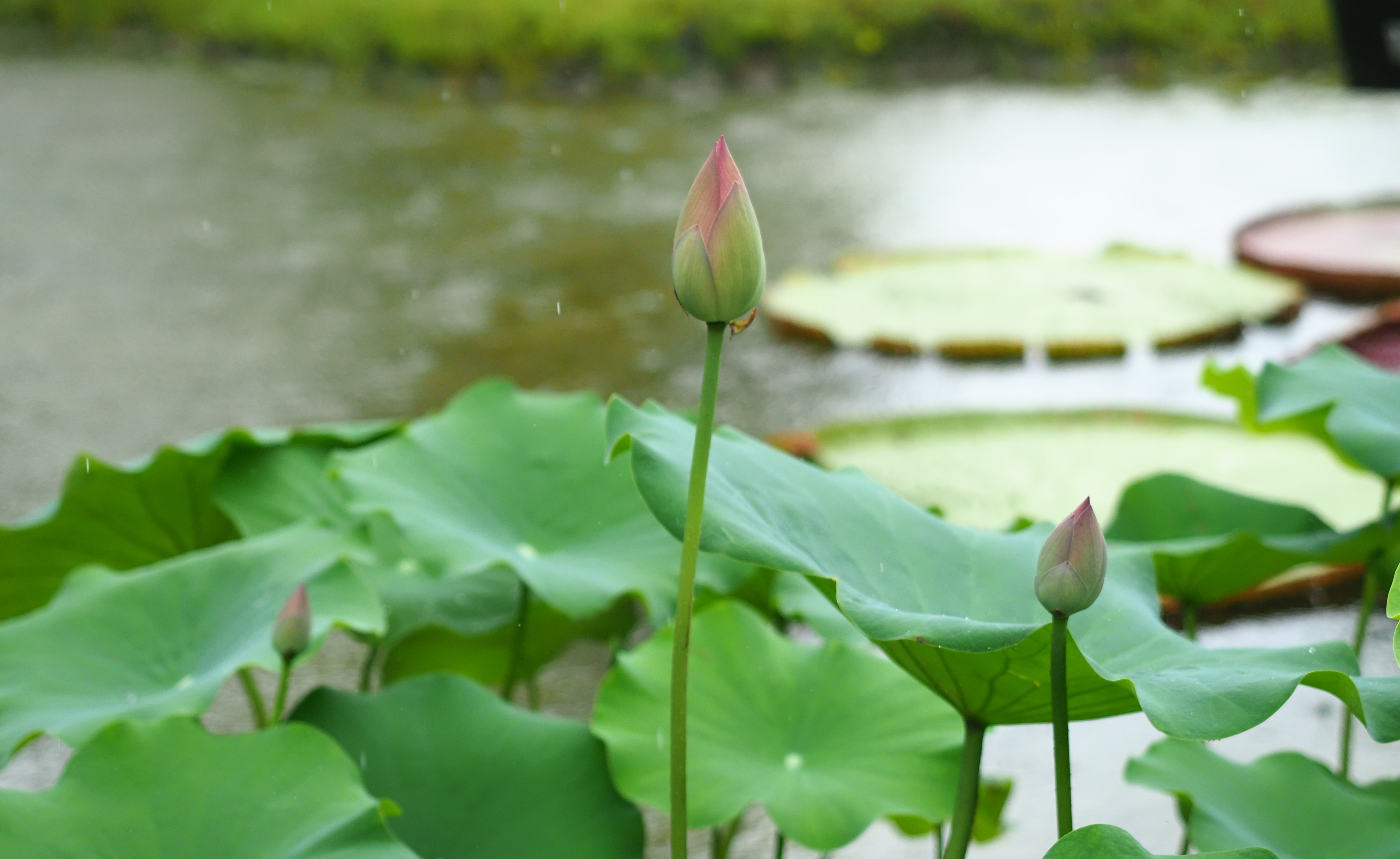白蓮華 紅蓮華 五台山 さなさんの五台山 鉢伏山 大平山の活動日記 Yamap ヤマップ