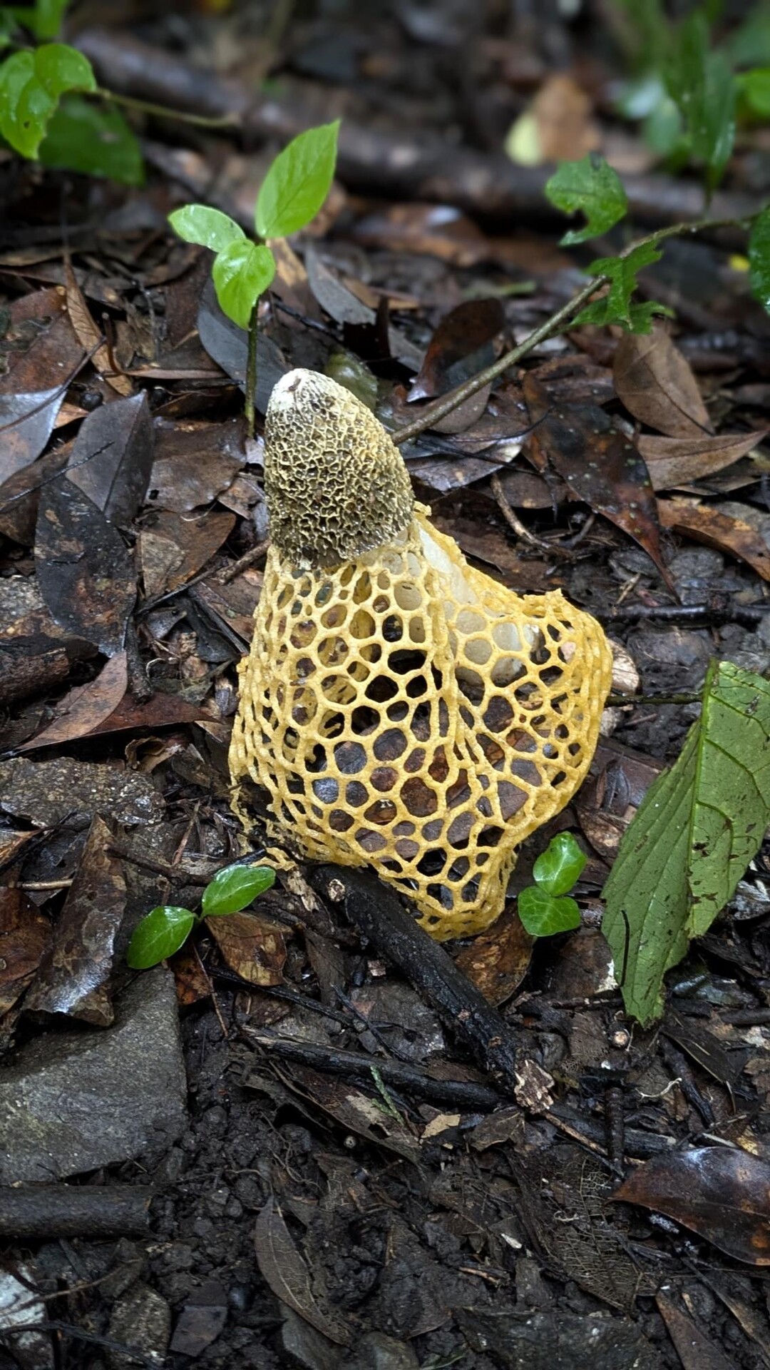 城山〜やっとお会いできたキヌ様 / とみさんの湯川山・城山・孔大寺山の活動データ YAMAP / ヤマップ