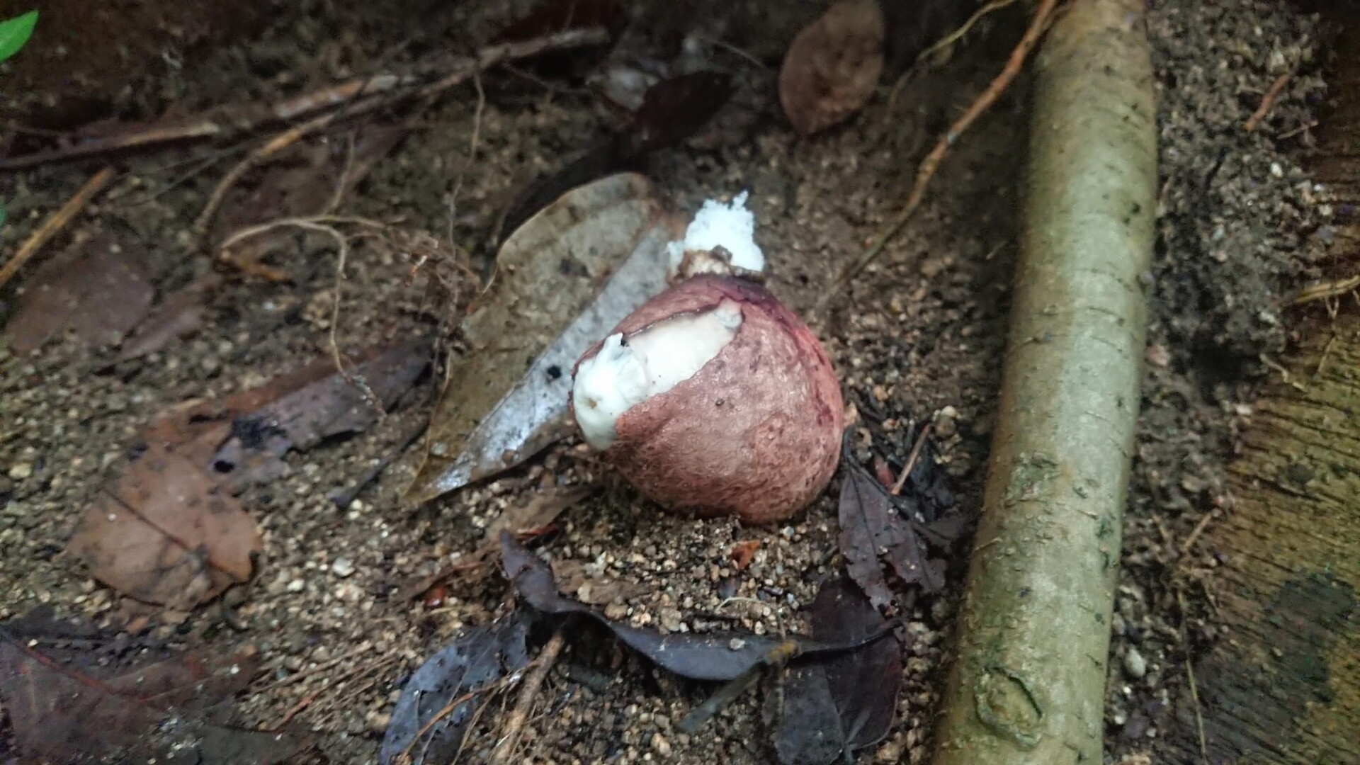 可也山 キヌさん再び🎵 / コヨーテさんの可也山の活動データ YAMAP / ヤマップ