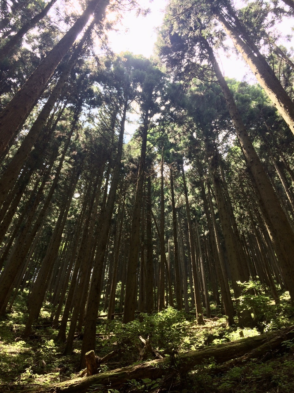 ハセツネ試走 1周 やさんのハセツネcup 日本山岳耐久レース 71 5kmコース の活動データ Yamap ヤマップ