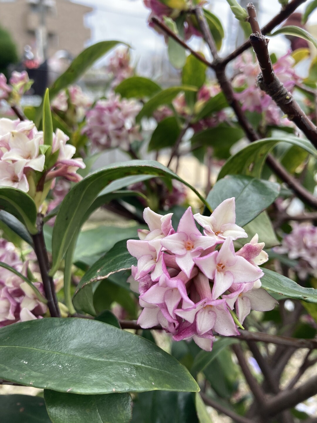 いい匂いのする花たち 春に咲く沈丁花 さんのモーメント Yamap ヤマップ