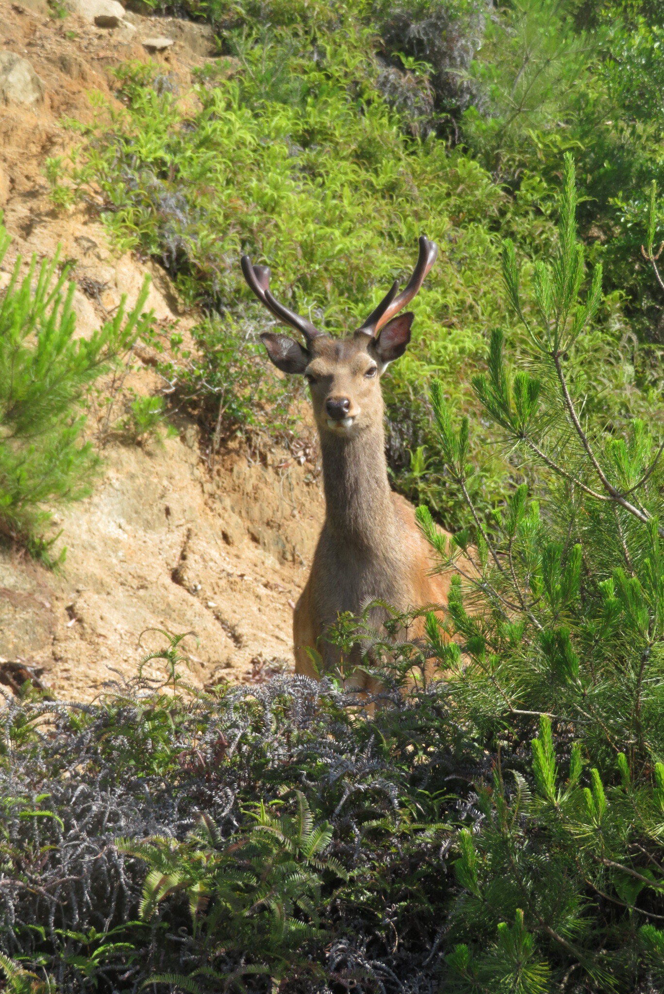 はじめての宮島七浦巡り こーきちさんの宮島 厳島 弥山の活動データ Yamap ヤマップ