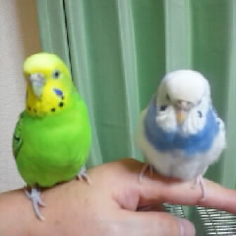 ミルのページ YAMAP / ヤマップ