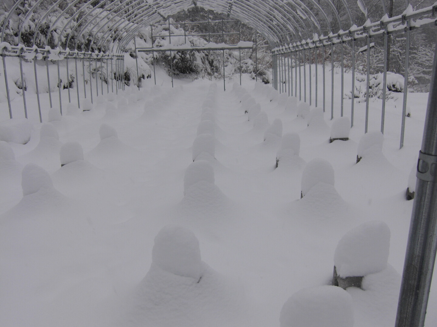ドカ雪の氷ノ山ソロ さんの氷ノ山 須賀ノ山 鉢伏山 瀞川山の活動日記 Yamap ヤマップ