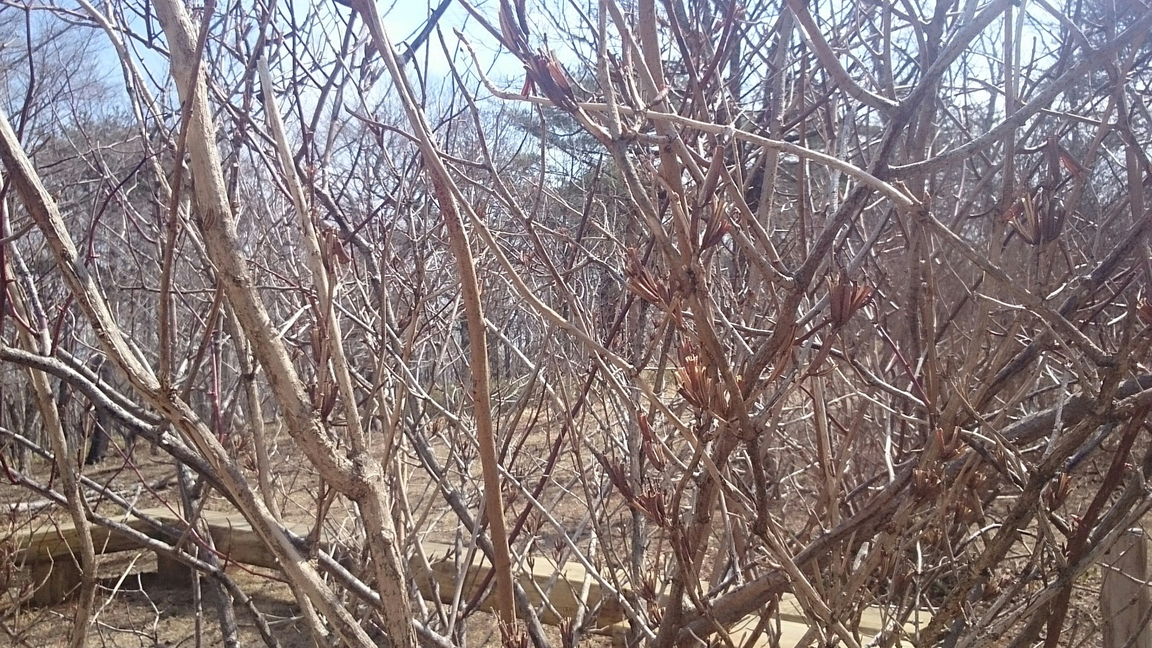 那須甲子青少年自然の家 / やまやさんの茶臼岳（那須岳）・三本槍岳 