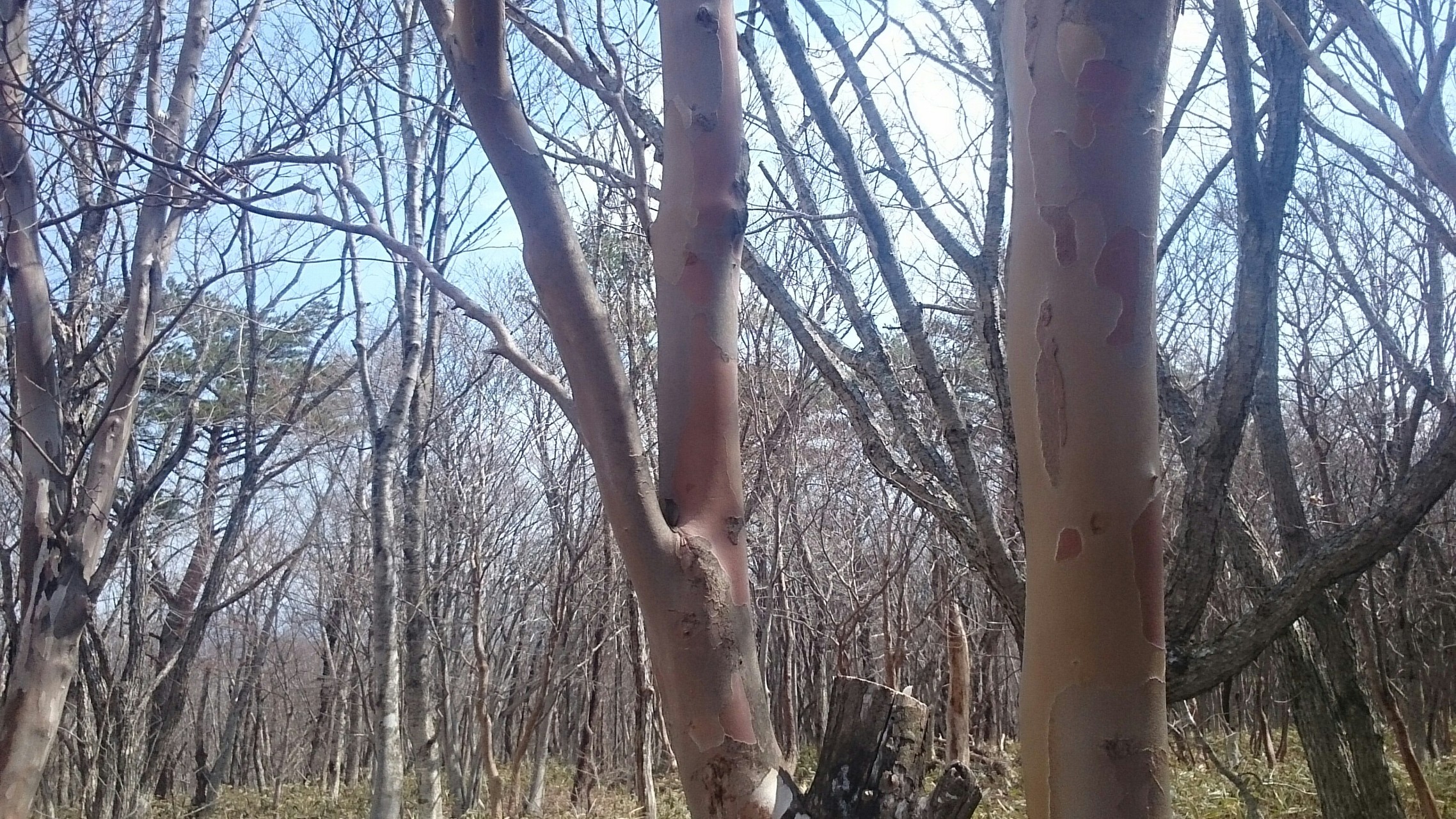 那須甲子青少年自然の家 / やまやさんの茶臼岳（那須岳）・三本槍岳 