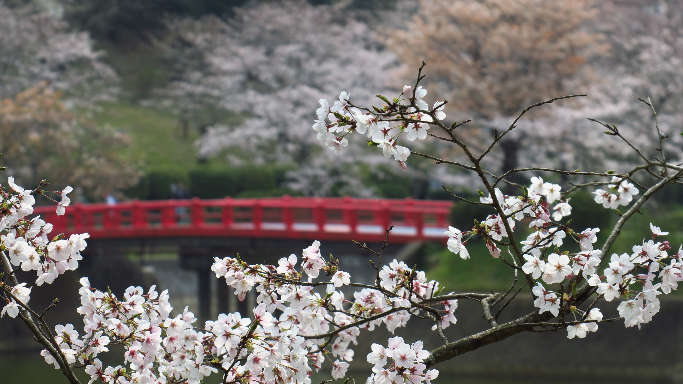 桜の甘木公園 大平山 安見ヶ城山 野倉のミツマタへ Mikeさんの大平山 福岡県朝倉市 安見ヶ城山の活動データ Yamap ヤマップ