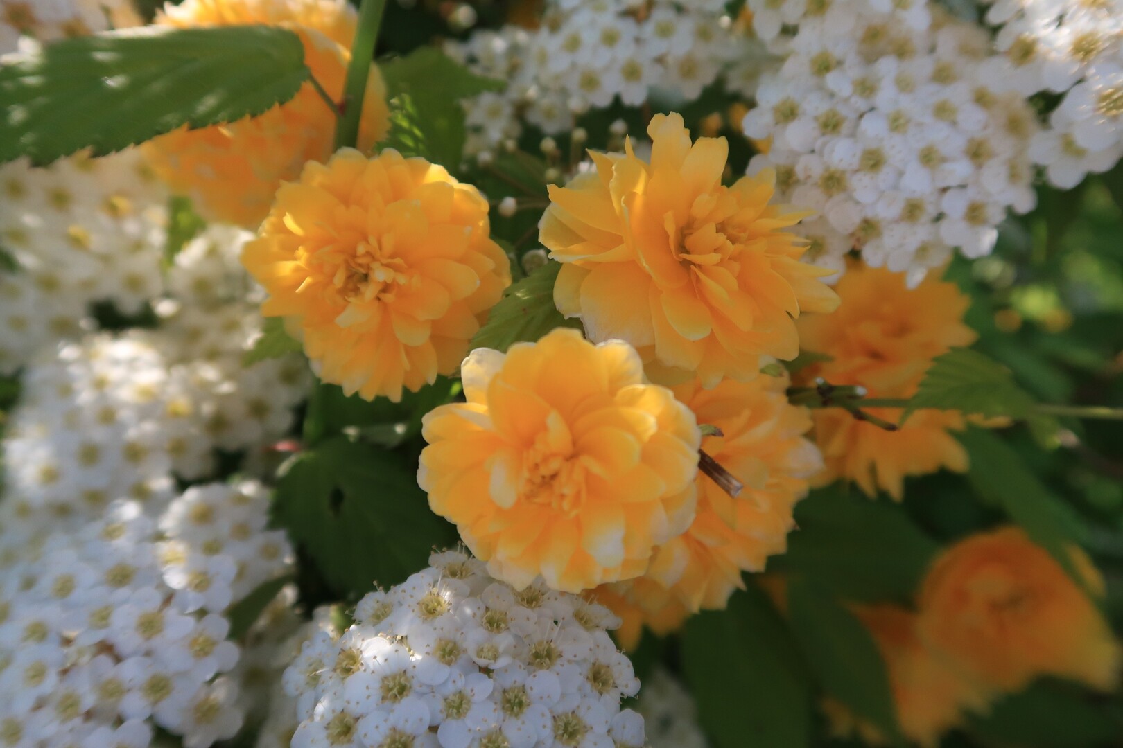 気分転換の鶴見緑地散策 コデマリと八重ヤマブキとアオサギと やぶーさんの大阪市の活動日記 Yamap ヤマップ